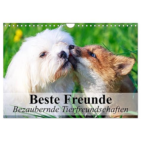 tierfreundschaften wandkalender gro formatigen befreundeter monatskalender Reader