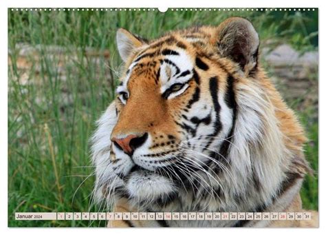 tiger gestreift wild sch n tischkalender Epub