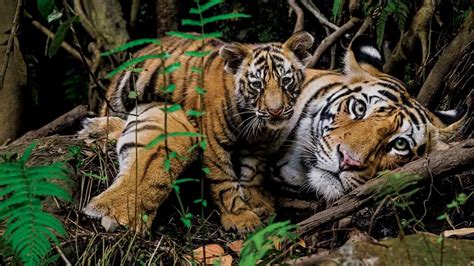 tigers forever saving the worlds most endangered big cat Doc