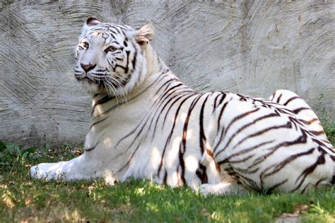 tigreaux blancs 2016 animaliers environnement PDF
