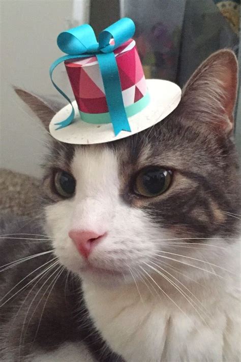 tiny hats on cats because every cat deserves to feel fancy Reader