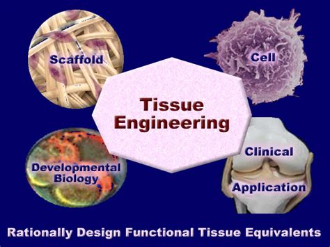 tissue engineering from lab to clinic Reader