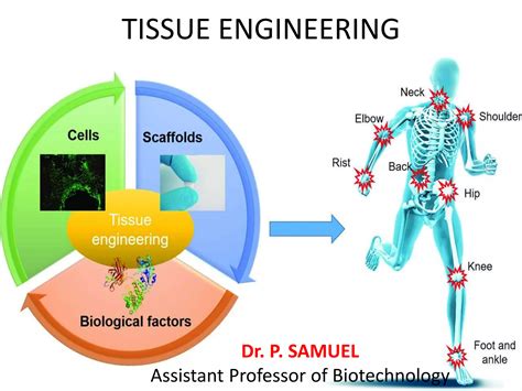 tissue engineering tissue engineering Doc