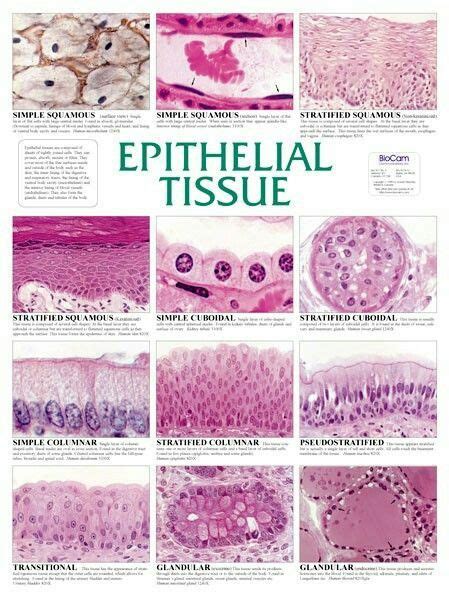 tissue types quiz