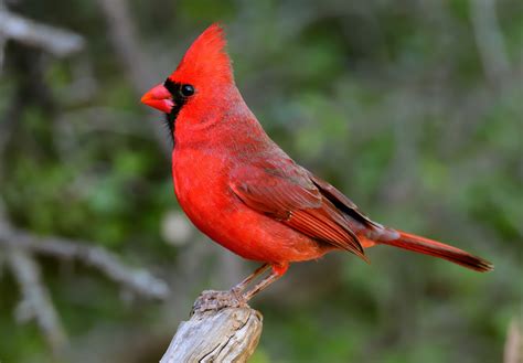 title of a cardinal