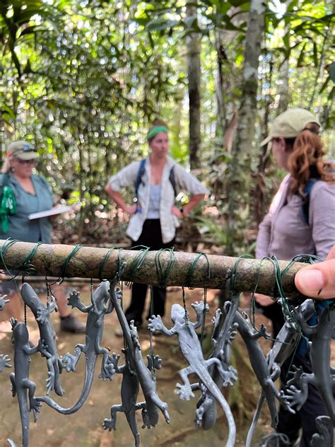 to investigate the effect of lizard predation