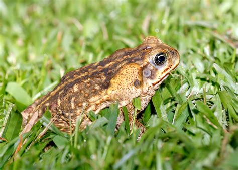 toad by the road a year in the life of these amazing amphibians Kindle Editon