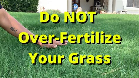 too much fertilizer on lawn