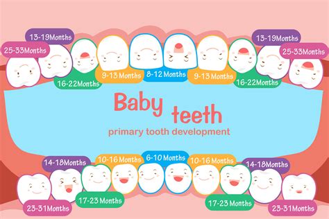 Tooth Development Chart