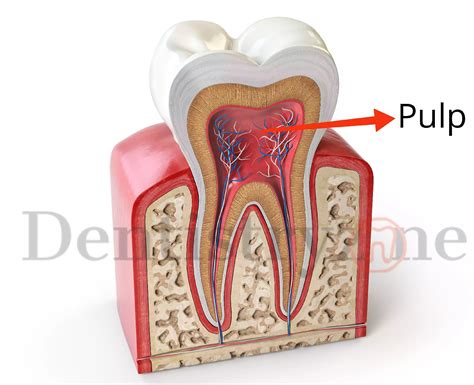 tooth pulp