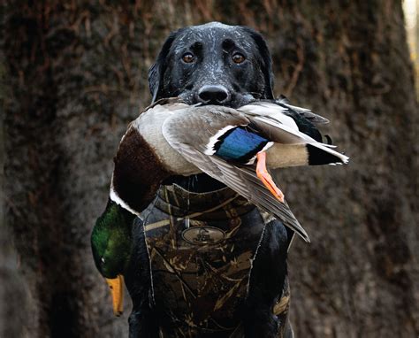 top dog training the retriever for waterfowl and upland hunting PDF