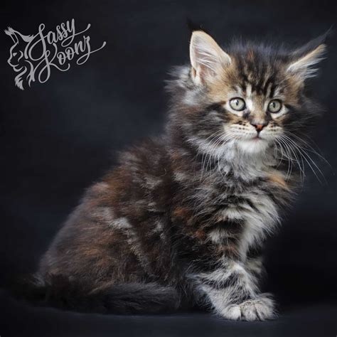 torbie maine coon