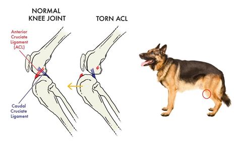 torn acl surgery dog cost