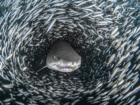 tornado fish