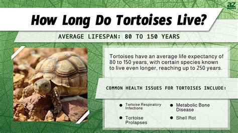 tortoise age span