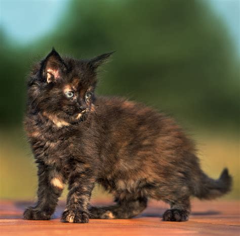 tortoise kitten