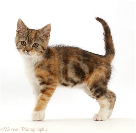 tortoiseshell tabby kitten