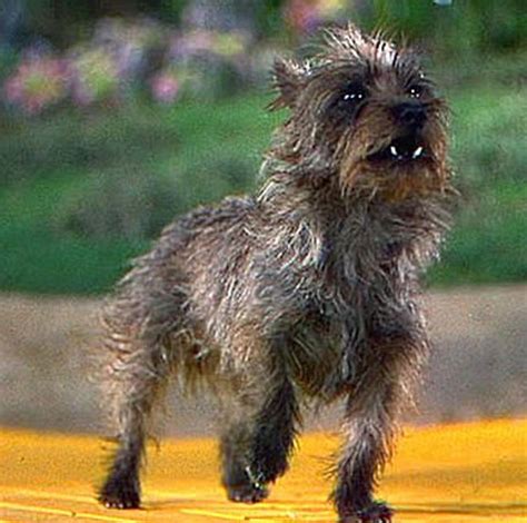 toto from the wizard of oz