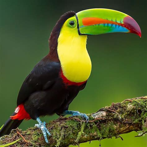 toucan pictures