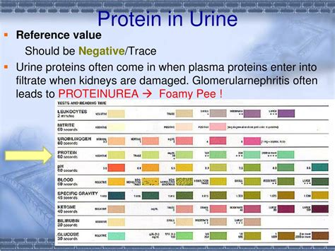 traces of protein in urine