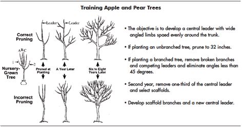 training and pruning apple and pear trees Reader