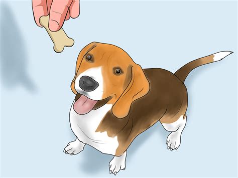 training your beagle training your beagle PDF