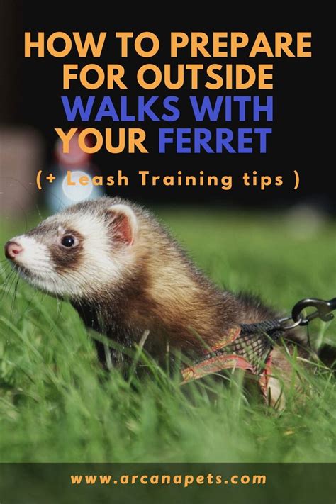 training your pet ferret training your pet ferret PDF