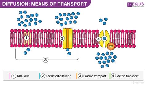 transport mechanisms across cell membrane in living organism Epub