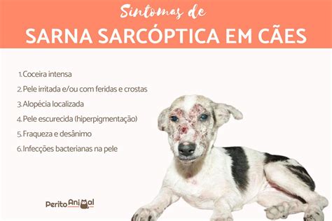 tratamento sarna sarcóptica cães