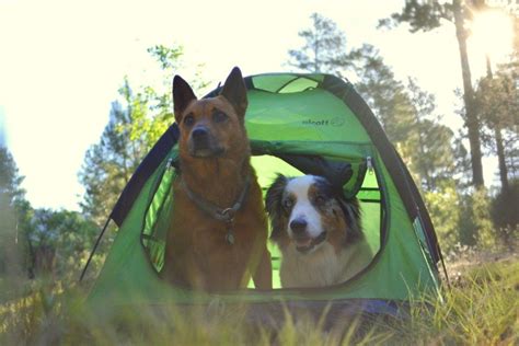 traveling and camping with pets dogs cats and donkeys Kindle Editon