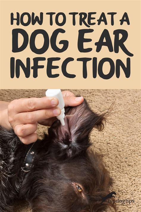 treatment for dog ear infection