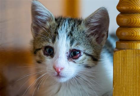 treatment for herpes virus in cats