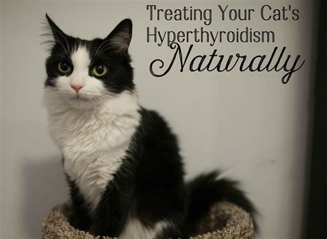 treatment for hyperthyroidism in cats