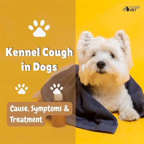 treatment for kennel cough dogs