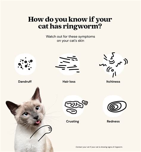 treatment for ringworm in cats