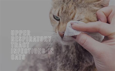 treatment for upper respiratory infection in cats