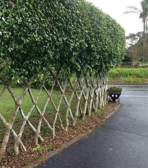 tree fence