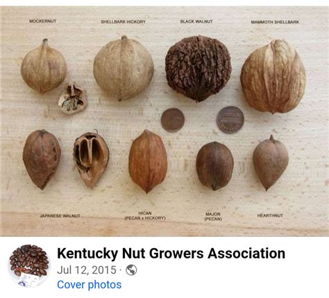 Tree Nut Identification Chart