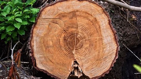 tree rings and climate Doc