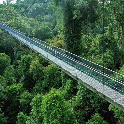 tree top walk singapore how to get there