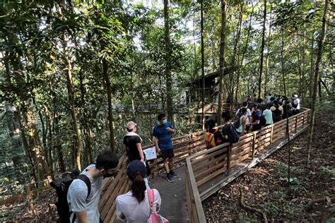 tree top walk singapore opening hours