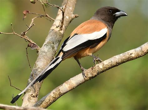 treepie bird