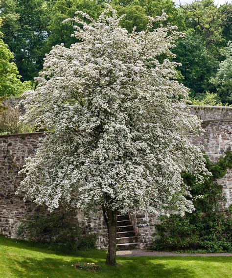 trees for the small garden Doc