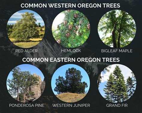 trees to know in oregon Doc