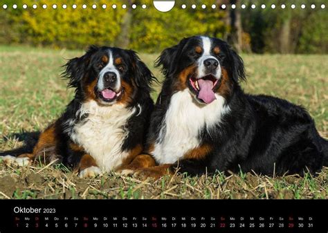treuer freund berner sennenhund wandkalender Reader