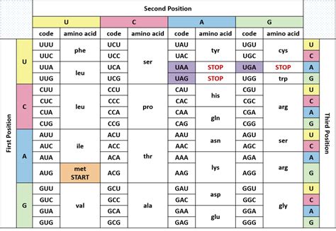 triplet code dna answers Doc