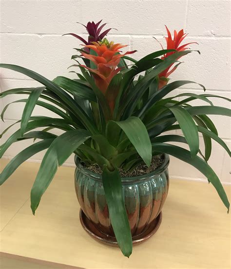 tropical indoor plants