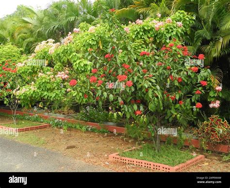 tropical shrubs tropical shrubs PDF