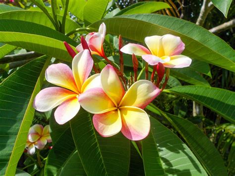 tropical trees of hawaii Reader