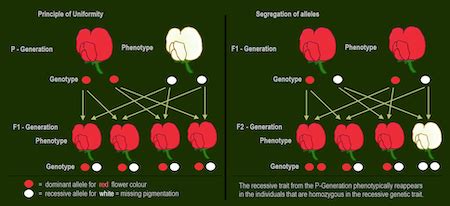 true breeding genetics